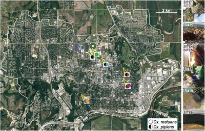 Patterns of Fungal Community Assembly Across Two Culex Mosquito Species